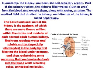 In anatomy, the  kidneys  are bean-shaped  excretory organs . Part of the urinary system, the kidneys  filter wastes (such as urea) from the blood and excrete them, along with water, as urine.  The medical field that studies the kidneys and diseases of the kidney is called  nephrology . The basic functional unit of the kidney is the  nephron , of which there are more than a million within the cortex and medulla of each normal adult human kidney.  Nephrons regulate water and soluble matter (especially electrolytes) in the body by first filtering the blood under pressure, and then reabsorbing some necessary fluid and molecules back into the blood  while secreting other, unneeded molecules.  