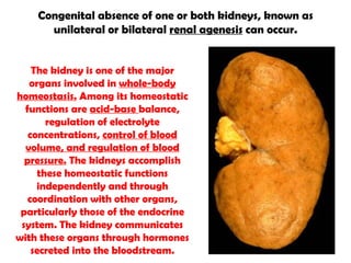 The kidney is one of the major organs involved in  whole-body homeostasis.  Among its homeostatic functions are  acid-base  balance, regulation of electrolyte concentrations,  control of blood volume, and regulation of blood pressure.  The kidneys accomplish these homeostatic functions independently and through coordination with other organs, particularly those of the endocrine system. The kidney communicates with these organs through hormones secreted into the bloodstream. Congenital absence of one or both kidneys, known as unilateral or bilateral  renal agenesis  can occur. 