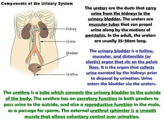 The  ureters  are the ducts that  carry urine from the kidneys to the urinary bladder.  The ureters are  muscular tubes  that can propel urine along by the motions of  peristalsis . In the adult, the ureters are usually 25-30cm long. The  urinary bladder  is a  hollow, muscular, and distensible (or elastic) organ that sits on the pelvic floor.  It is the organ that  collects urine  excreted by the kidneys prior to disposal by urination. Urine enters the bladder via the ureters. The  urethra  is a  tube which connects the urinary bladder to the outside of the body.  The urethra has an  excretory function  in both genders to pass urine to the outside, and also a  reproductive function  in the male, as a passage for sperm. The external  urethral sphincter is a smooth muscle that allows voluntary control over urination. 
