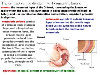 The GI tract can be divided into 4 concentric layers: mucosa  the innermost layer of the GI tract, surrounding the lumen, or space within the tube. This layer comes in direct contact with the food (or bolus), and is responsible for absorption and secretion, important processes in digestion. submucosa   consists of a dense irregular layer of connective tissue with large blood vessels, lymphatics and nerves branching into the mucosa and muscularis muscularis externa   consists of a circular inner muscular layer and a longitudinal outer muscular layer. The circular muscle layer prevents the food from going backwards and the longitudinal layer shortens the tract. The coordinated contractions of these layers is called  peristalsis  and propels the bolus, or balled-up food, through the GI tract.  adventitia   (or serosa)   consists of several layers of epithelia. 