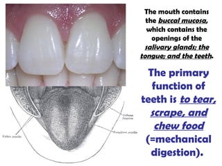 The primary function of teeth is  to tear, scrape, and chew food  (=mechanical digestion).  The mouth contains the  buccal mucosa , which contains the openings of the  salivary glands; the tongue; and the teeth . 