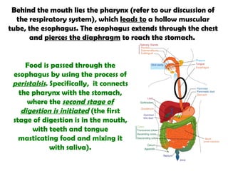 Behind the mouth lies the pharynx (refer to our discussion of the respiratory system), which  leads to  a hollow muscular tube, the esophagus. The esophagus extends through the chest and  pierces the diaphragm  to reach the stomach.  Food is passed through the esophagus by using the process of  peristalsis . Specifically,  it connects the pharynx with the stomach, where the  second stage of digestion is initiated  (the first stage of digestion is in the mouth, with teeth and tongue masticating food and mixing it with saliva). 