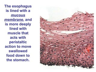 The esophagus is lined with a  mucous membrane , and is more deeply lined with muscle that acts with peristaltic action to move swallowed food down to the stomach. 