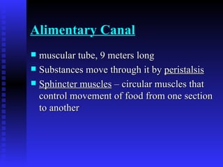 Alimentary Canal   muscular tube, 9 meters long   Substances move through it by  peristalsis   Sphincter muscles  – circular muscles that control movement of food from one section to another  