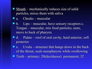 Mouth  – mechanically reduces size of solid particles, mixes them with saliva   a.     Cheeks – muscular b.     Lips – muscular, have sensory receptors c.     Tongue – muscular, mix food particles, taste, move to back of pharynx d.     Palate – roof of oral cavity, hard anterior, soft posterior e.     Uvula – structure that hangs down in the back of the throat, seals nasopharynx while swallowing Teeth – primary; 20(deciduous)  permanent; 32   