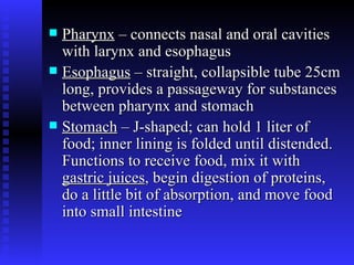 Pharynx  – connects nasal and oral cavities with larynx and esophagus   Esophagus  – straight, collapsible tube 25cm long, provides a passageway for substances between pharynx and stomach   Stomach  – J-shaped; can hold 1 liter of food; inner lining is folded until distended.  Functions to receive food, mix it with  gastric juices , begin digestion of proteins, do a little bit of absorption, and move food into small intestine   