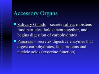 Accessory Organs   Salivary Glands  – secrete  saliva ; moistens food particles, holds them together, and begins digestion of carbohydrates   Pancreas  – secretes digestive enzymes that digest carbohydrates, fats, proteins and nucleic acids (exocrine function)   