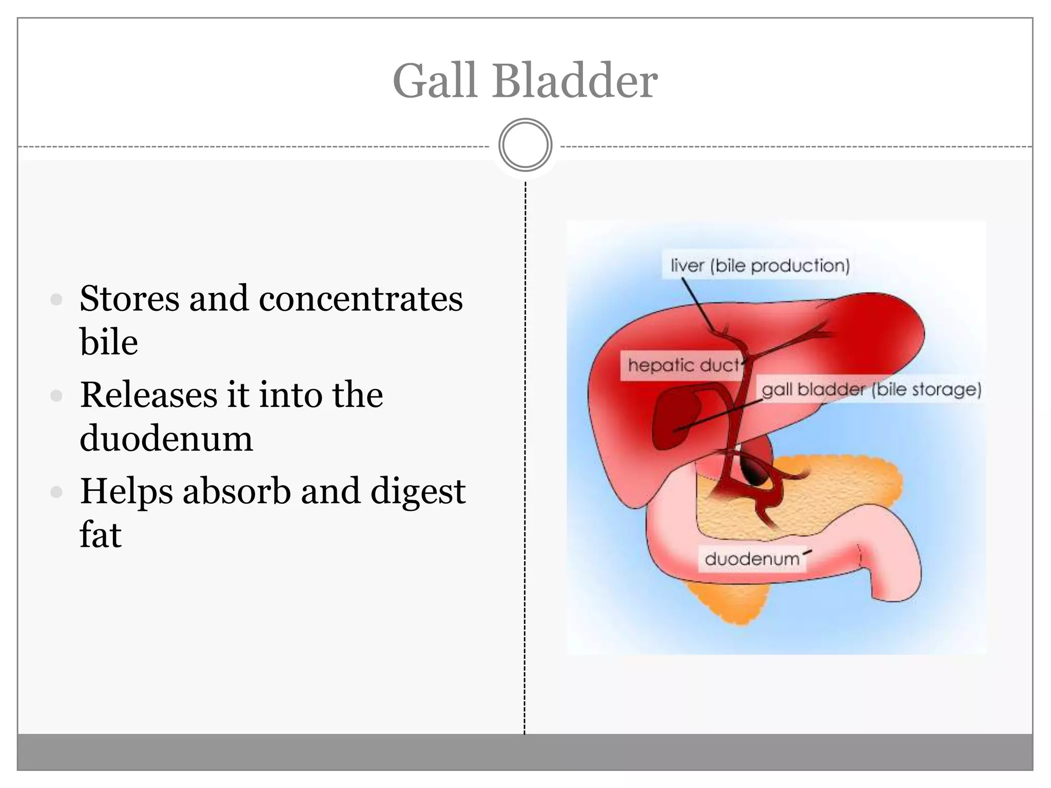 digestive-system-angel-malapit-ppt