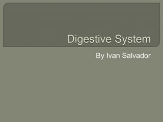 Digestive System By Ivan Salvador 