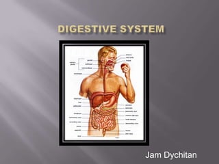 Digestive System Jam Dychitan 