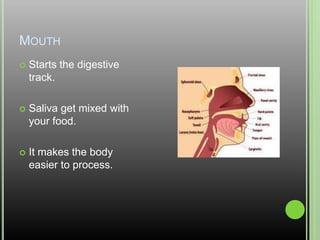 MouthStarts the digestive track.Saliva get mixed with your food.It makes the body easier to process.
