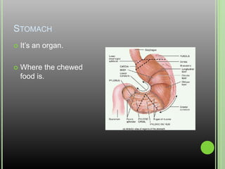 StomachIt’s an organ.Where the chewed food is.