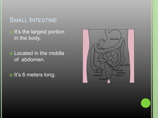 Small IntestineIt’s the largest portion in the body.Located in the middle of  abdomen.It’s 6 meters long.