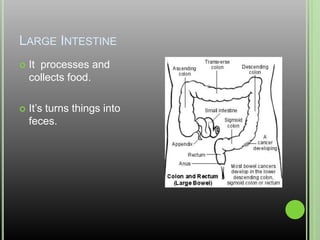 Large IntestineIt  processes and collects food.It’s turns things into feces.