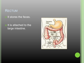 RectumIt stores the feces.It is attached to the large intestine.