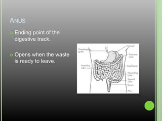 AnusEnding point of the digestive track.Opens when the waste is ready to leave.