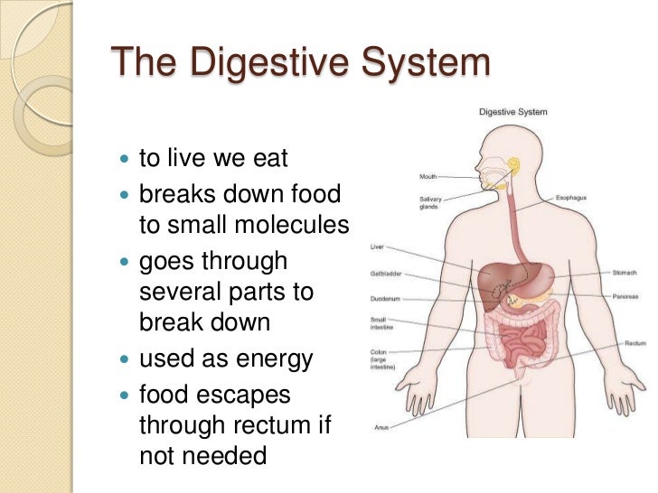 Digestive system
