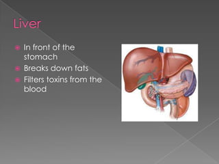LiverIn front of the stomachBreaks down fatsFilters toxins from the blood