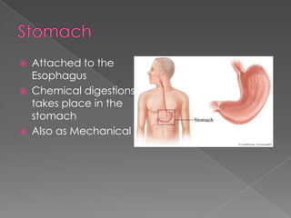 StomachAttached to the EsophagusChemical digestions takes place in the stomachAlso as Mechanical