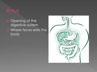 AnusOpening of the digestive systemWhere feces exits the body