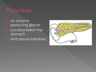 PancreasAn enzyme producing glandsLocated below the stomachAnd above Intestines