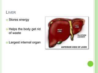 LiverStores energyHelps the body get rid of wasteLargest internal organ  