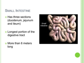 Small Intestine Has three sections (duodenum, jejunum and ileum) Longest portion of the digestive tractMore than 6 meters long