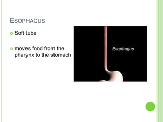 EsophagusSoft tubemoves food from the pharynx to the stomach 