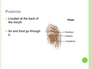 Pharynx Located at the back of the mouth Air and food go through it. 