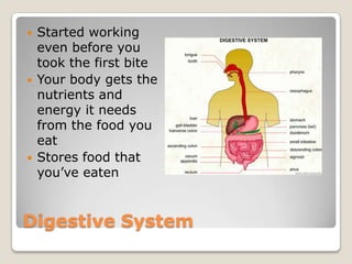 Digestive SystemStarted working even before you took the first biteYour body gets the nutrients and energy it needs from the food you eatStores food that you’ve eaten