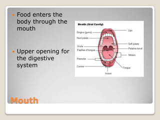 MouthFood enters the body through the mouthUpper opening for the digestive system