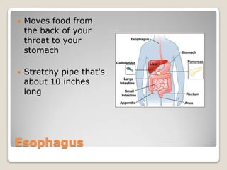 EsophagusMoves food from the back of your throat to your stomachStretchy pipe that's about 10 inches long