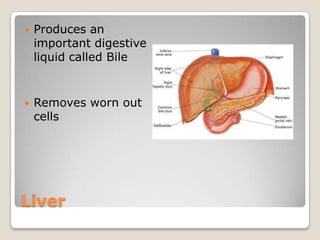 LiverProduces an important digestive liquid called BileRemoves worn out cells