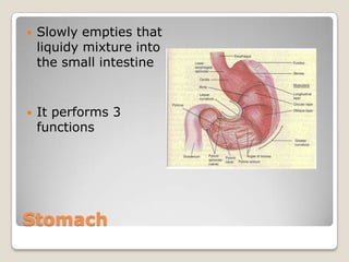 StomachSlowly empties that liquidy mixture into the small intestineIt performs 3 functions 