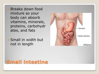 Small intestineBreaks down food mixture so your body can absorb vitamins, minerals, proteins, carbohydrates, and fatsSmall in width but not in length 