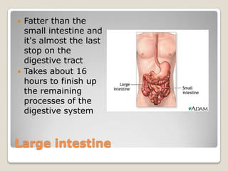 Large intestineFatter than the small intestine and it's almost the last stop on the digestive tractTakes about 16 hours to finish up the remaining processes of the digestive system
