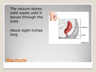 RectumThe rectum stores solid waste until it leaves through the bodyAbout eight inches long 