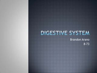Digestive System Brandon Arano 8-73 