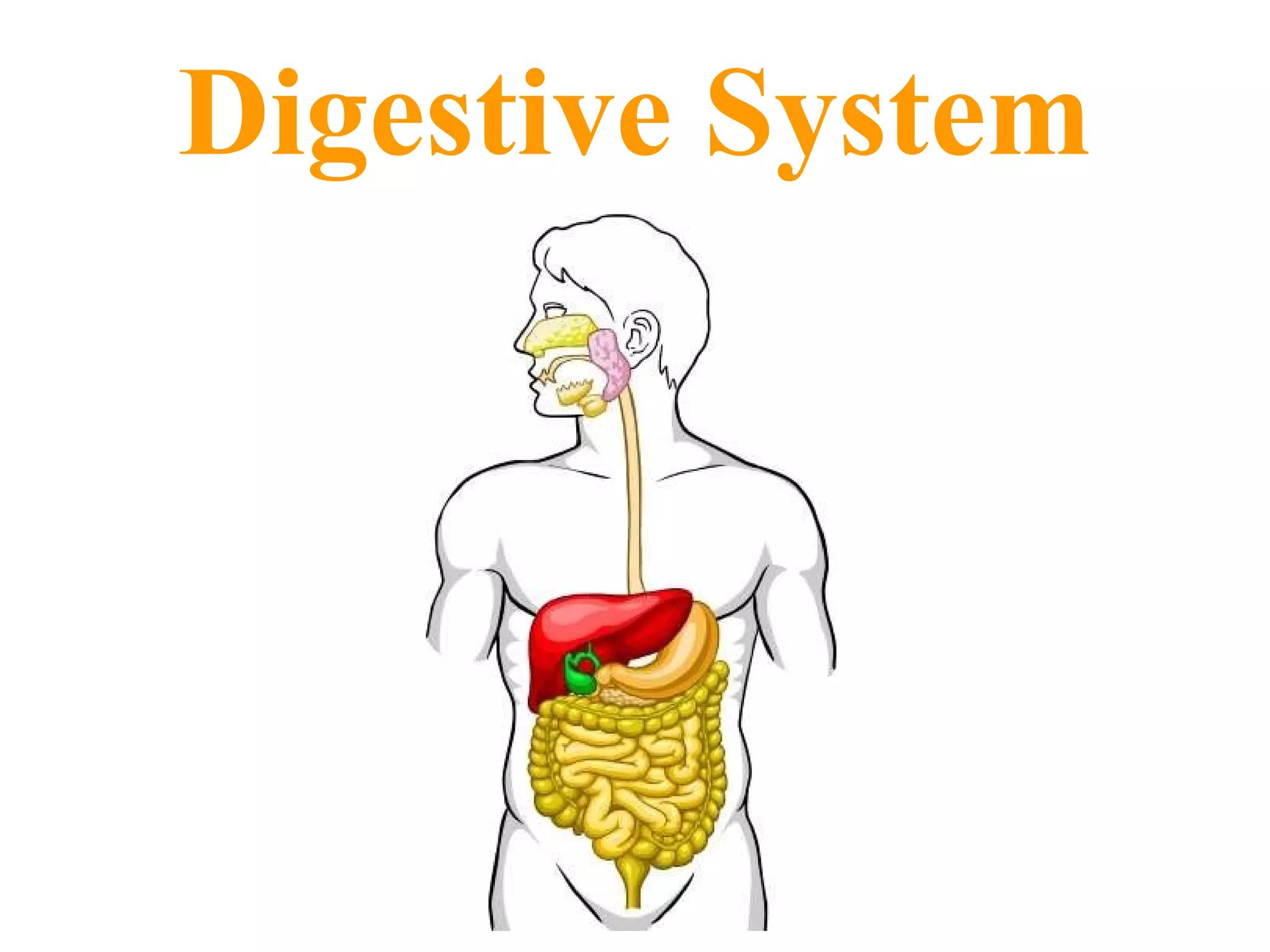 Digestive System 