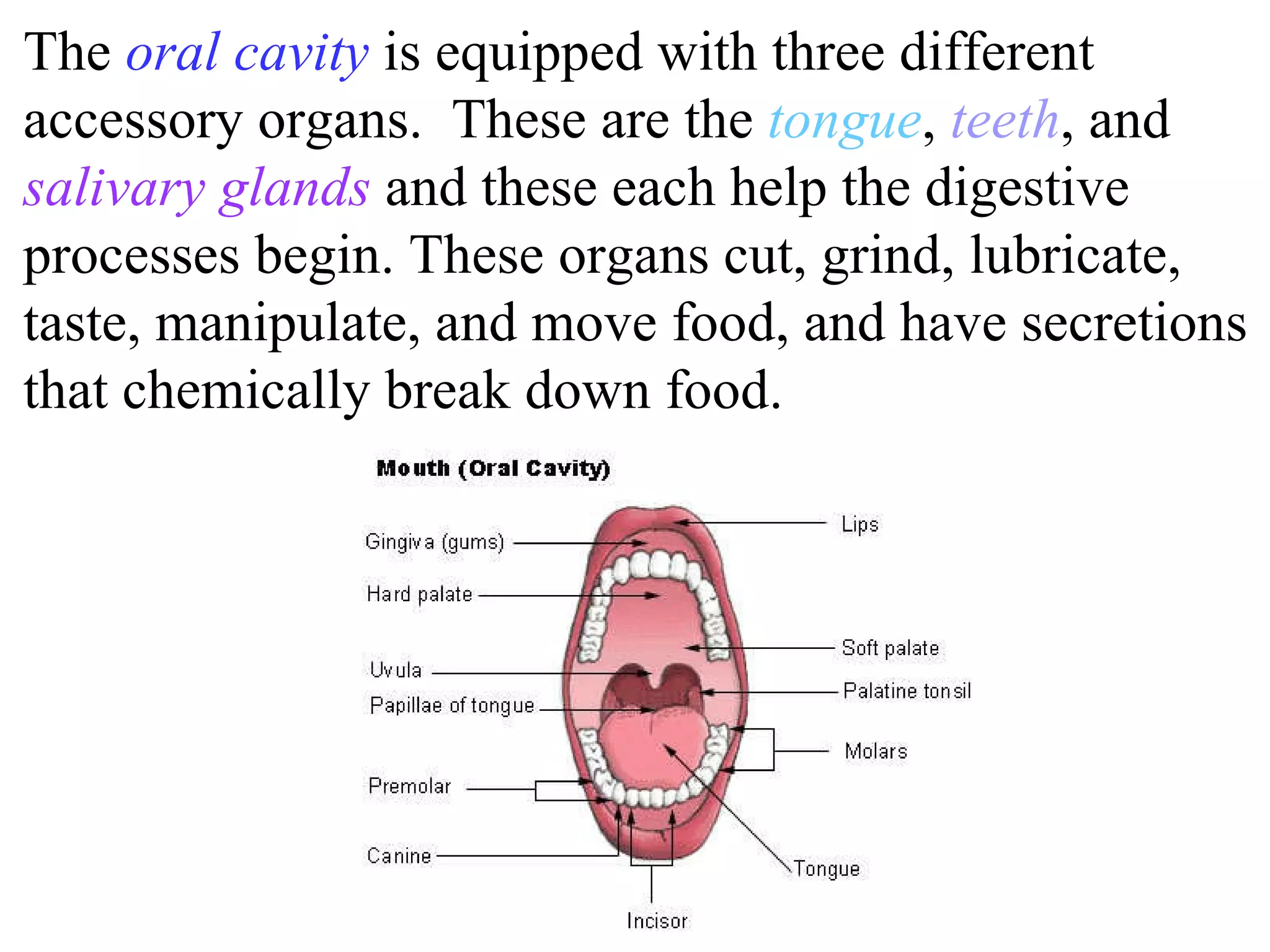 The  oral cavity  is equipped with three different accessory organs.  These are the  tongue ,  teeth , and  salivary glands  and these each help the digestive processes begin. These organs cut, grind, lubricate, taste, manipulate, and move food, and have secretions that chemically break down food.  