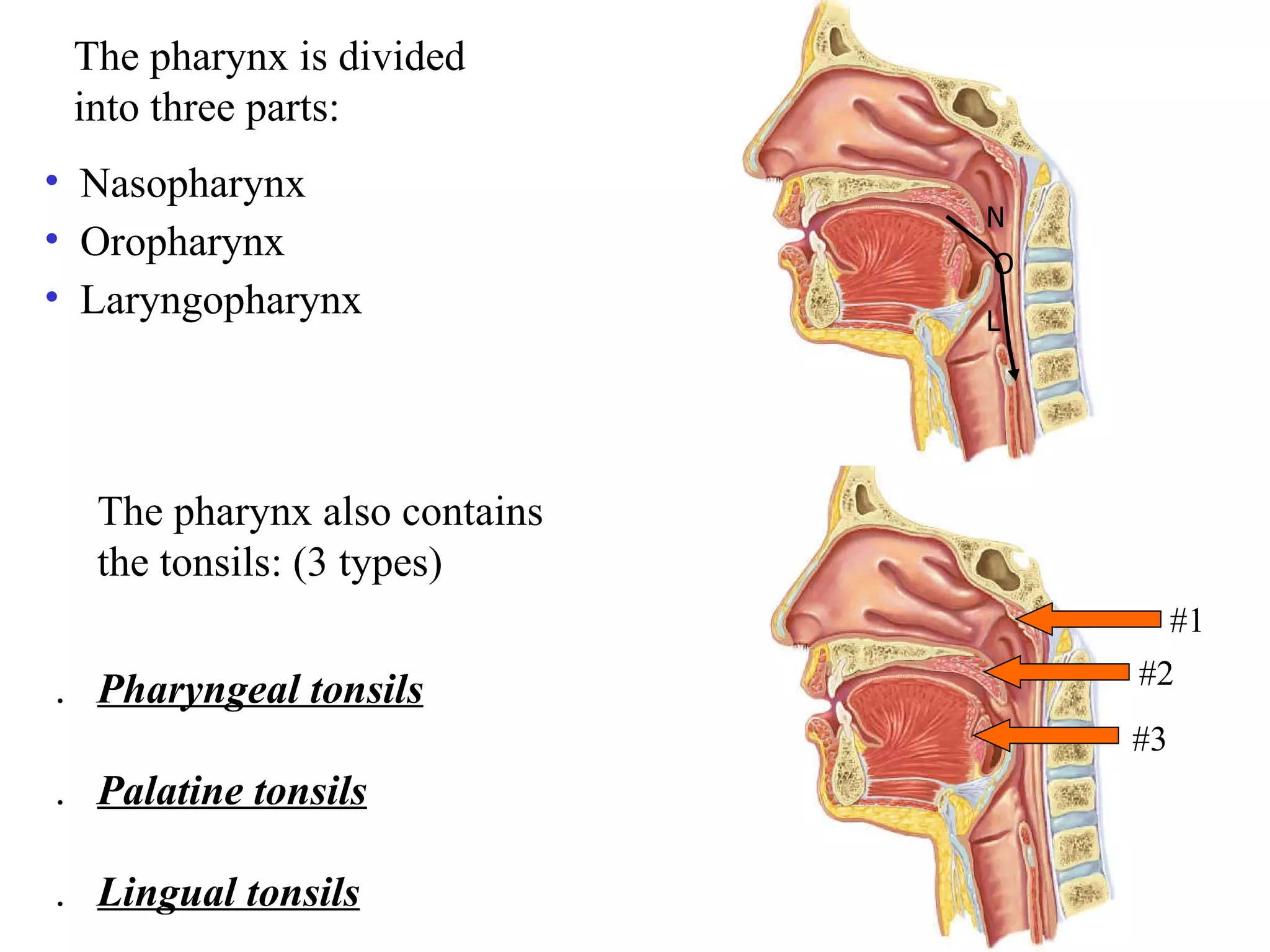 The pharynx also contains the tonsils: (3 types) 1.            Pharyngeal tonsils   2.            Palatine tonsils 3.            Lingual tonsils   #1 #2 #3 Oropharynx Laryngopharynx Nasopharynx N O L The pharynx is divided into three parts: 