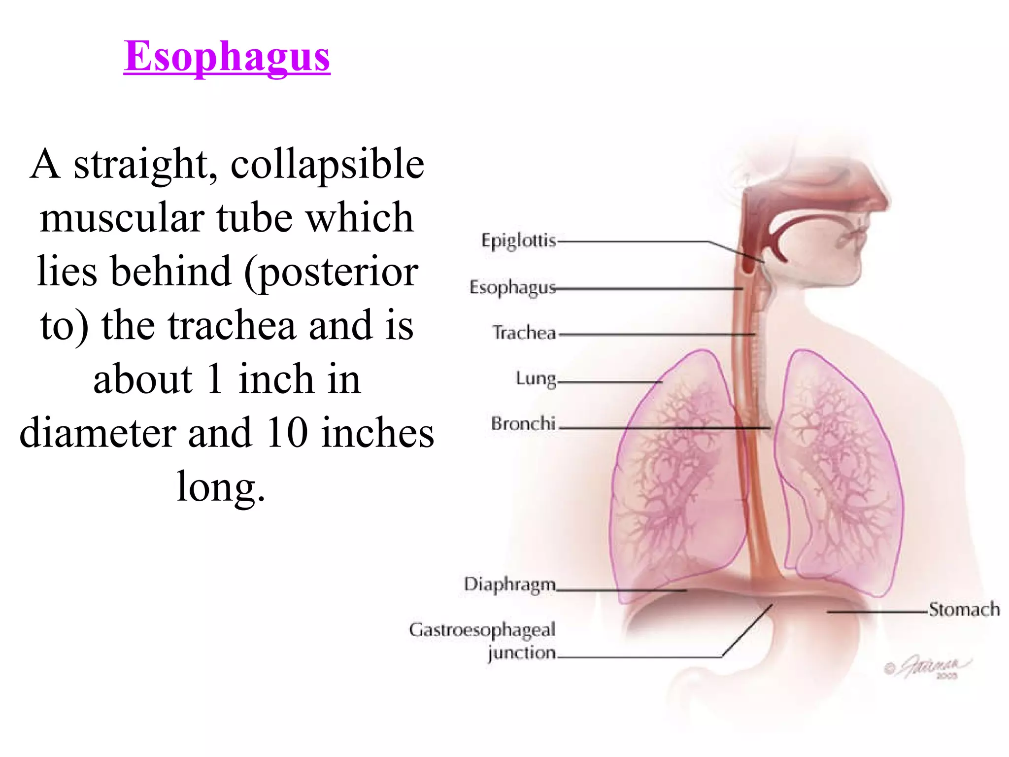 Esophagus A straight, collapsible muscular tube which lies behind (posterior to) the trachea and is about 1 inch in diameter and 10 inches long.  