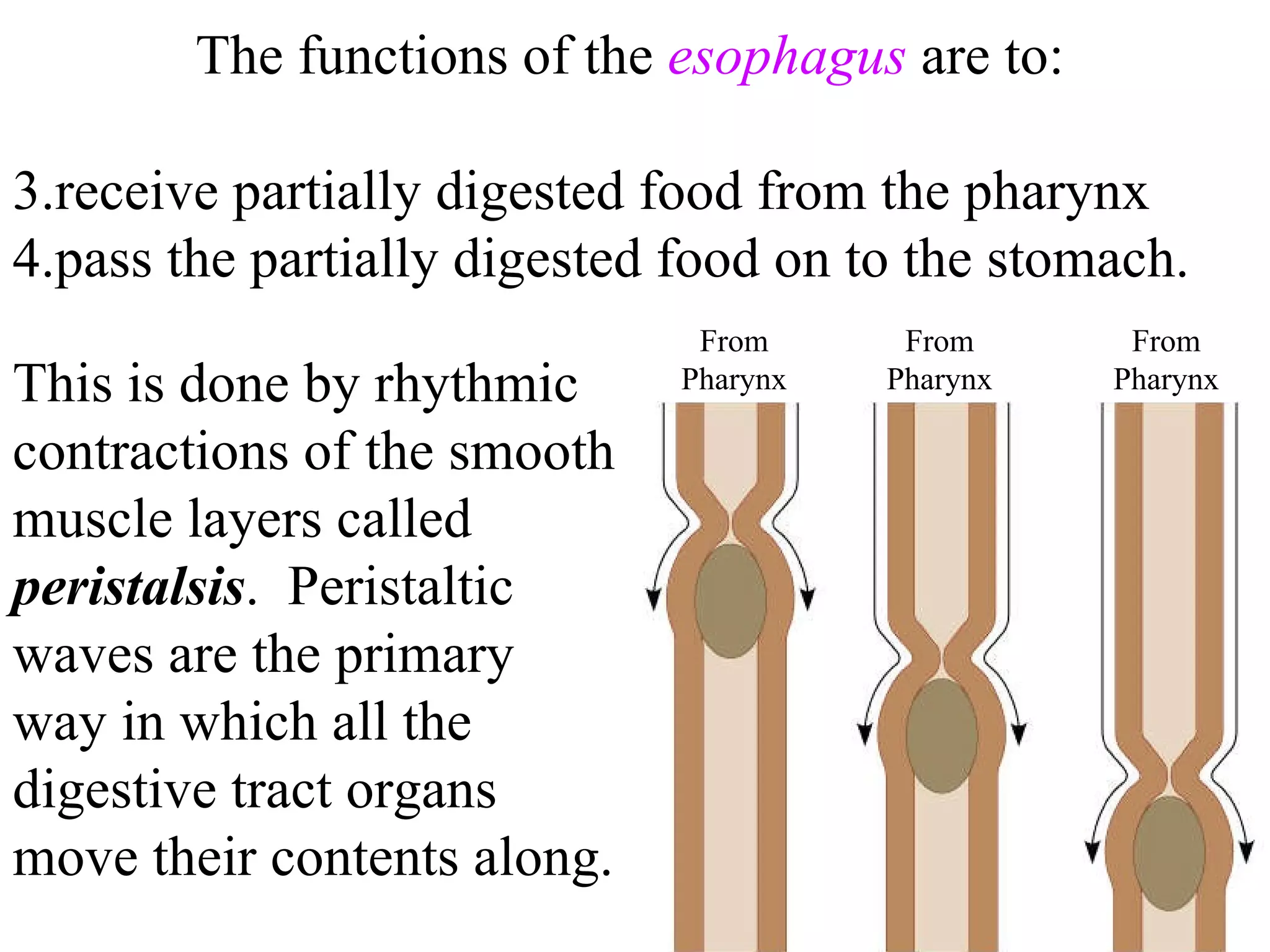 The functions of the  esophagus  are to: receive partially digested food from the pharynx pass the partially digested food on to the stomach.  From Pharynx From Pharynx From Pharynx This is done by rhythmic  contractions of the smooth muscle layers called  peristalsis .  Peristaltic waves are the primary way in which all the digestive tract organs move their contents along. 