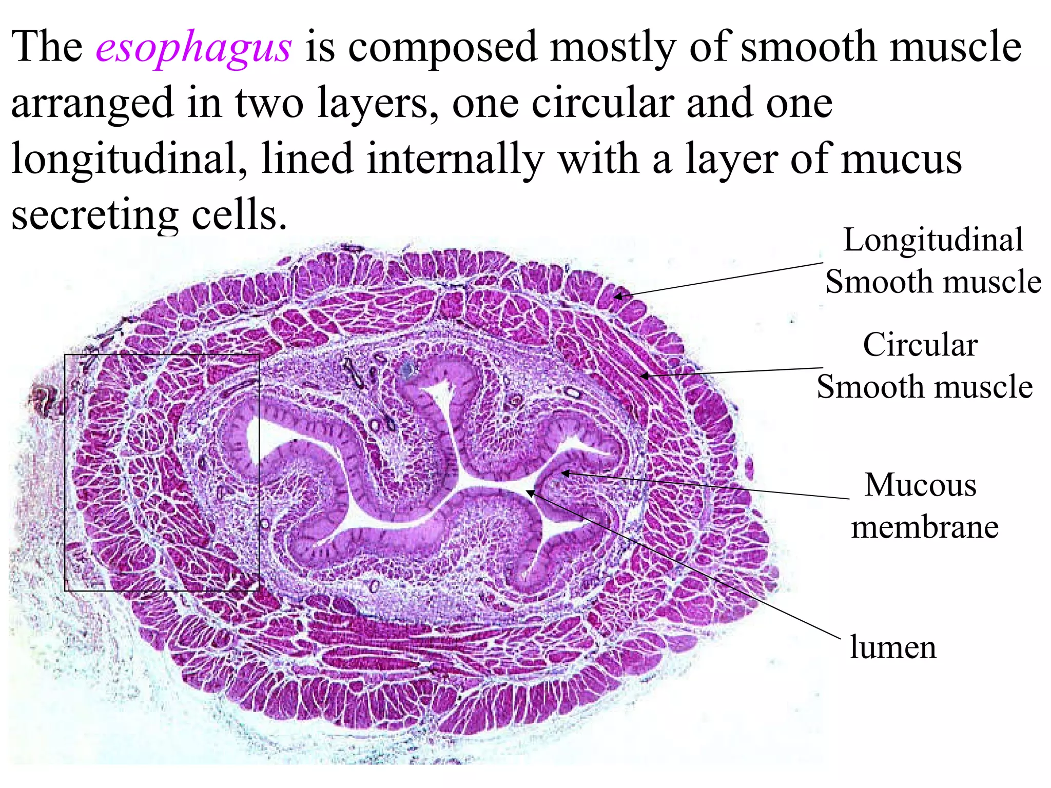 The  esophagus  is composed mostly of smooth muscle arranged in two layers, one circular and one longitudinal, lined internally with a layer of mucus secreting cells. lumen Longitudinal Smooth muscle Circular  Smooth muscle Mucous  membrane 