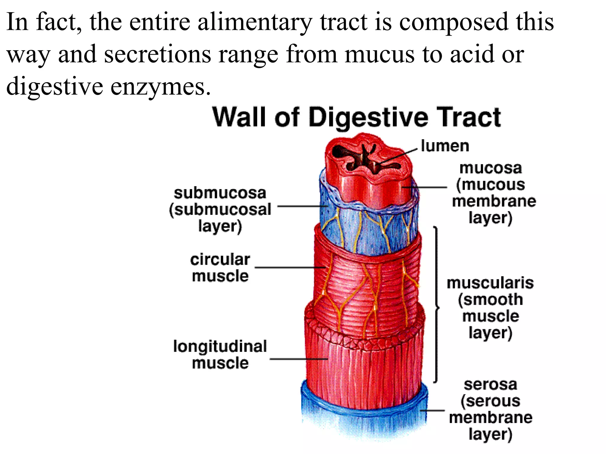 In fact, the entire alimentary tract is composed this way and secretions range from mucus to acid or digestive enzymes. 