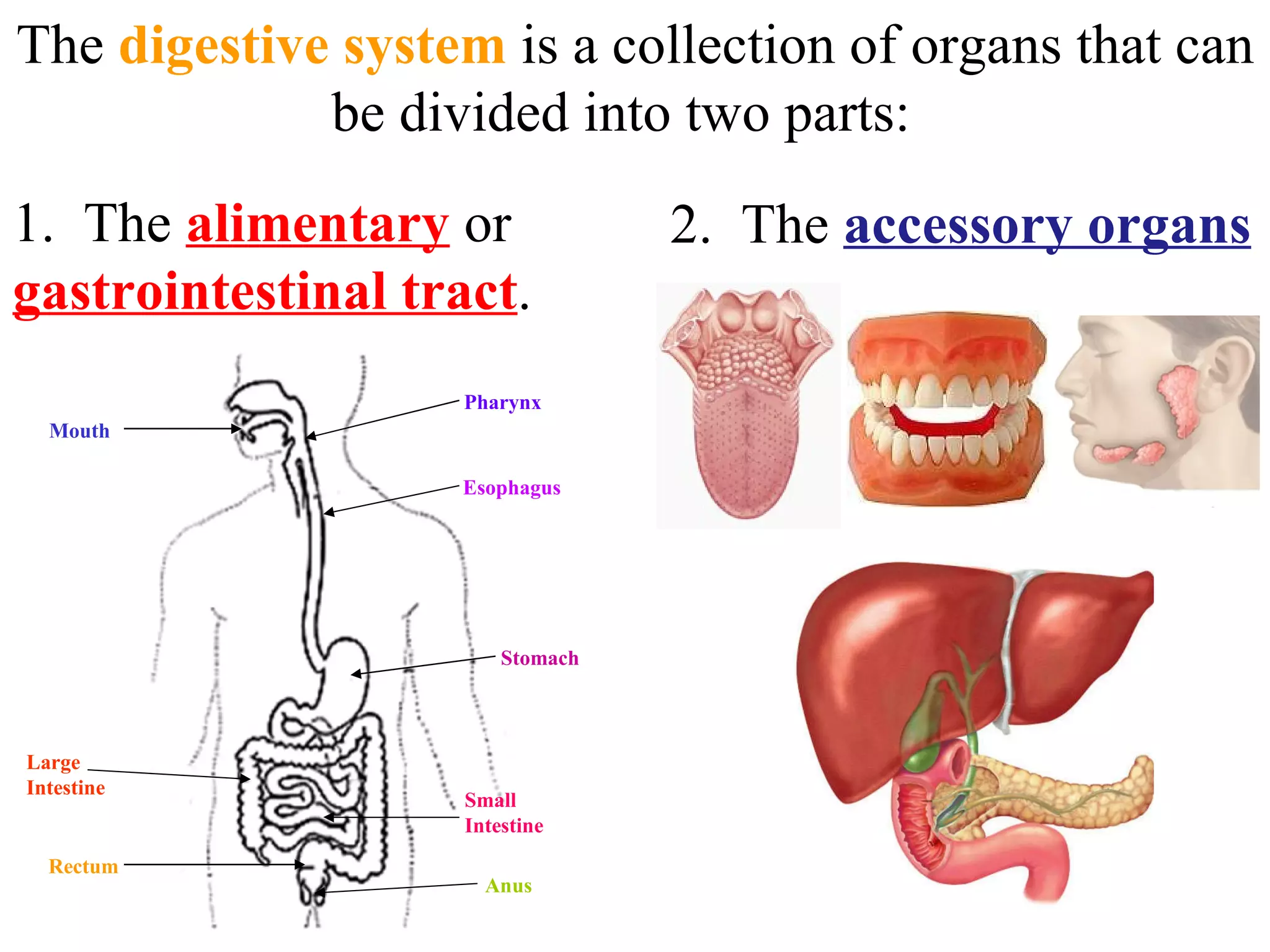The  digestive system  is a collection of organs that can be divided into two parts:  1.  The  alimentary  or  gastrointestinal tract .  2.  The  accessory organs Pharynx Rectum Large Intestine Anus Small Intestine Stomach Esophagus Mouth 