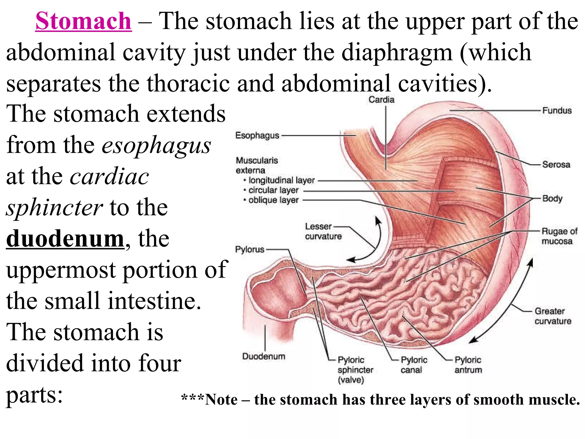 The stomach extends from the  esophagus  at the  cardiac sphincter  to the  duodenum , the uppermost portion of the small intestine. The stomach is divided into four parts: Stomach  – The stomach lies at the upper part of the abdominal cavity just under the diaphragm (which separates the thoracic and abdominal cavities).  ***Note – the stomach has three layers of smooth muscle. 