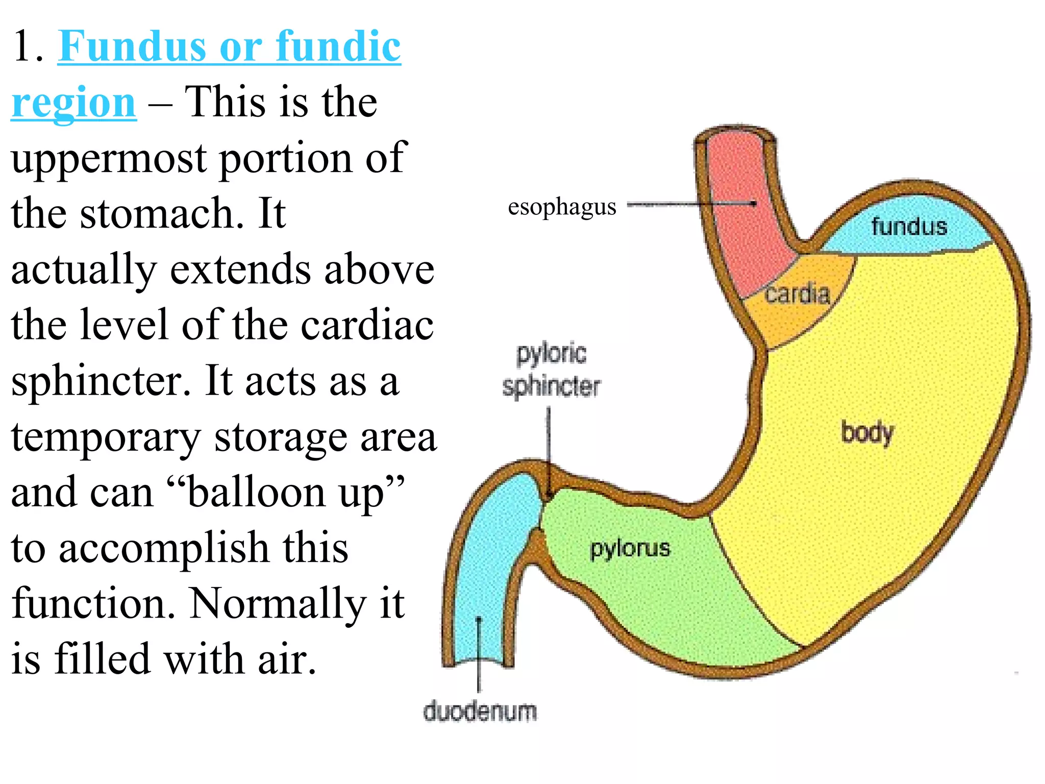 1.  Fundus or fundic region  – This is the uppermost portion of the stomach. It actually extends above the level of the cardiac sphincter. It acts as a temporary storage area and can “balloon up” to accomplish this function. Normally it is filled with air. esophagus 