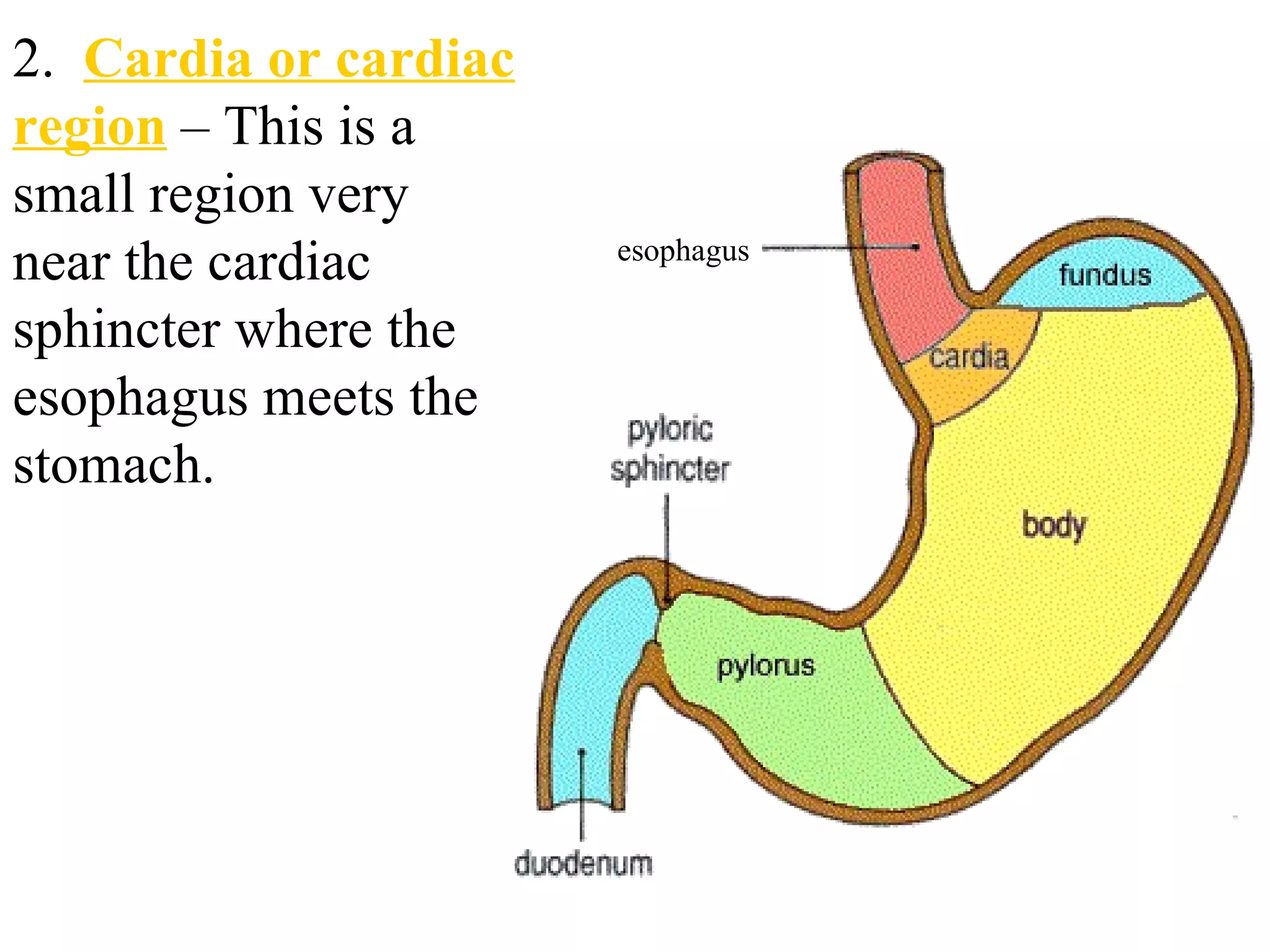 esophagus 2.  Cardia or cardiac region  – This is a small region very near the cardiac sphincter where the esophagus meets the stomach. 
