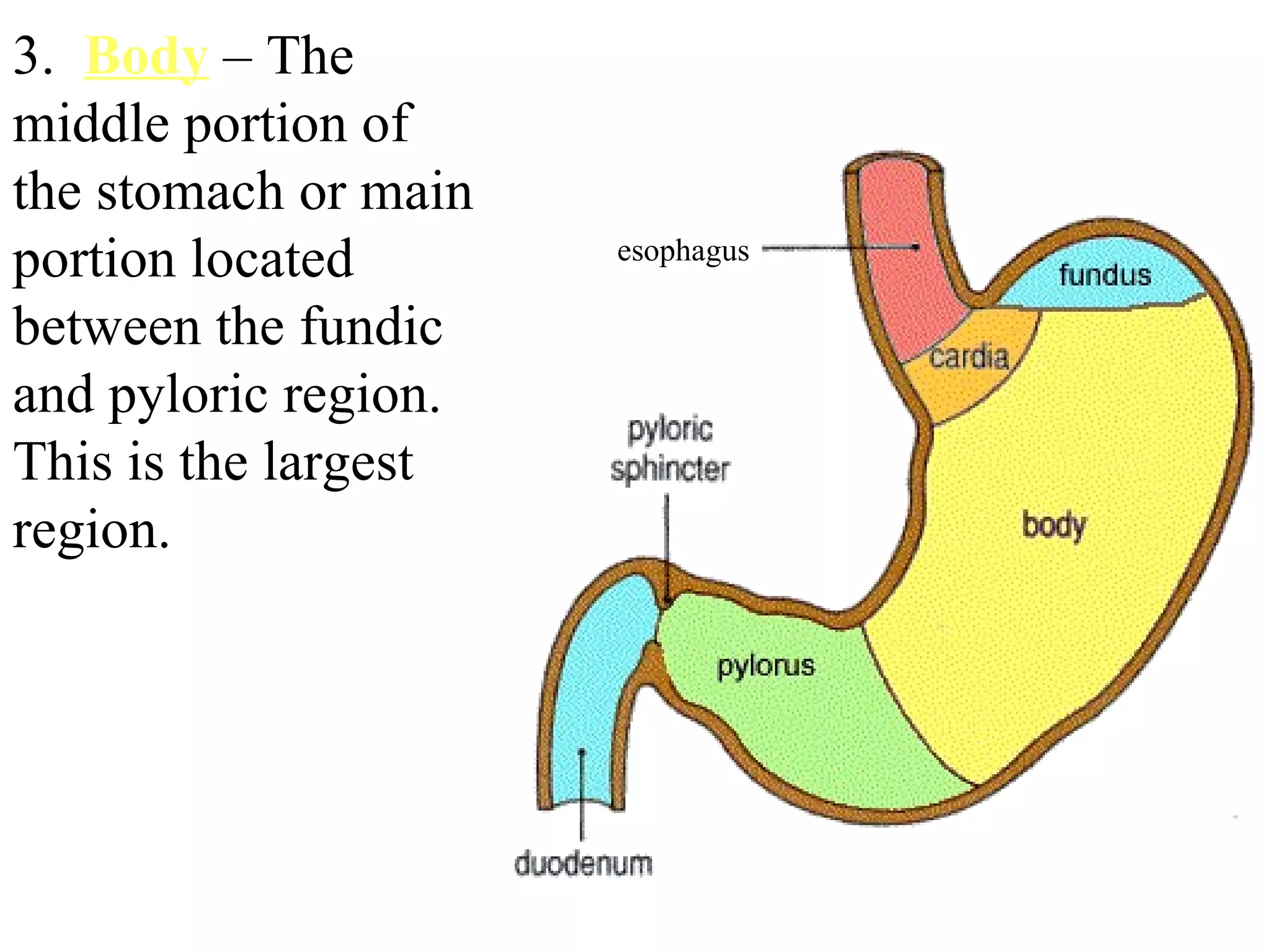 esophagus 3.  Body  – The middle portion of the stomach or main portion located between the fundic and pyloric region. This is the largest region. 